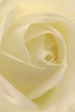 This immersive close-up draws you into the delicate centre of a cream-white rose, inviting your senses to wander through its spiraling, feather-soft petals. The subtle interplay of diffused light and gentle shadow creates a serene glow, reminiscent of the peaceful mornings one might experience along Hither Green Lane, where flowers are gathered for thoughtful arrangements. The texture appears as light as air, as if dew might still cling to each fold, and the quiet depth of the bloom's heart offers a hushed drama and comfort. It is an image that seems to echo with the emotion behind every carefully chosen rose: whether for sympathy, admiration, or to mark a new chapter. The fragrance, barely hinted at in the image but suggested in the imagination, is a gentle reminder of the devotion local florists pour into each bouquet for the Hither Green community. In every detail, the artistry and affection unique to the area's floral tradition shine through.
